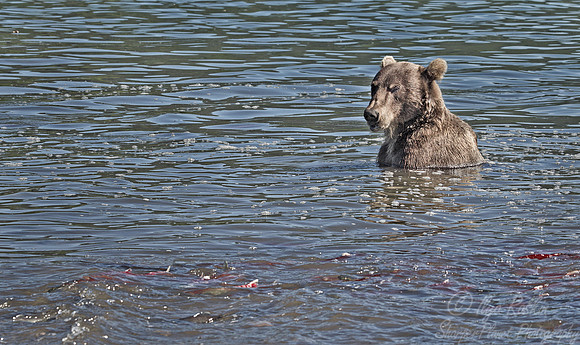 039 Brown Bear (Ursus arctos) - Kamchatka Russia