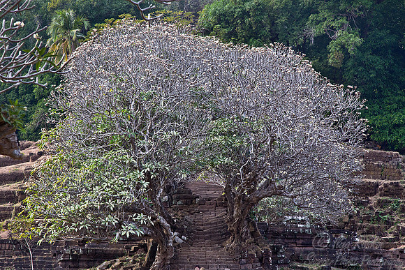 023 Wat Phou - Laos