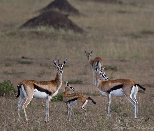 101 Thomsons gazelles (Eudorcas thomsonii) - Masai Mara Kenya