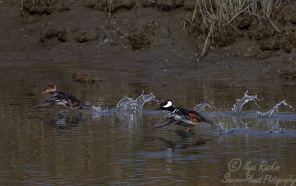 163 Hooded Mergansers (Lophodytes cucullatus) - NJ