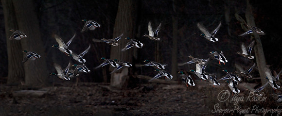 186 Mallard ducks (Anas platyrhynchos) - MD