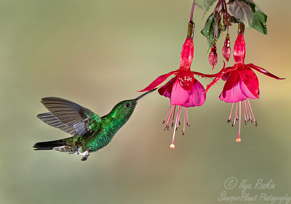 430 Steely-vented hummingbirds (Saucerottia saucerottei) - Colombia cloud forest