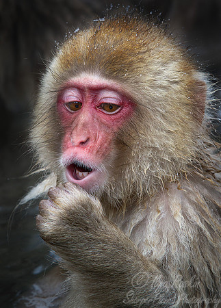 052 Japanese macaque (Snow monkey)(Macaca fuscata) - Nagano Japan