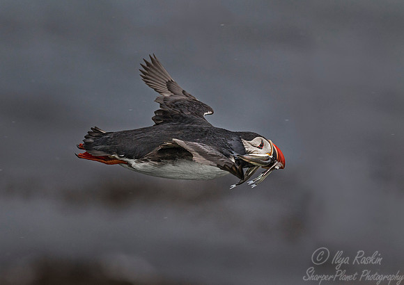 070 Atlantic Puffin (Fratercula arctica) - Iceland