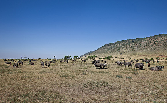 104 Cape Buffalos (Syncerus caffer) Masai Mara Kenya