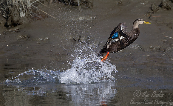 183 American Black Duck (Anas rubripes) - NJ
