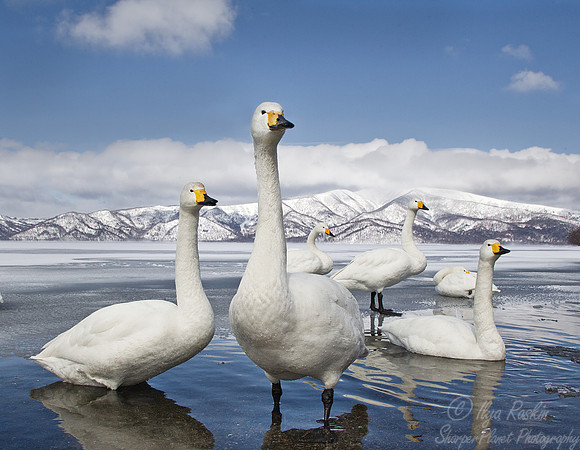 097 Whooper Swans (Cygnus cygnus) - Hokkaido Japan