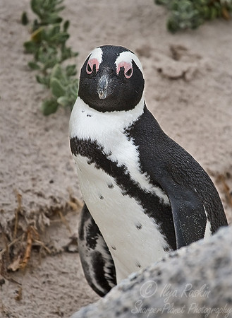 012 African Penguin_South Africa
