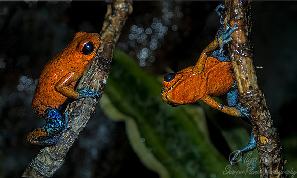 076 Strawberry Dart Frogs (Oophaga pumilio) - NJ