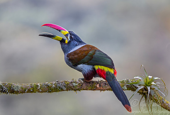608 Grey-breasted mountain toucan (Andigena hypoglauca) - Colombia cloud forest
