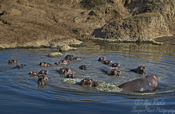 110  Hippopotamuses (Hippopotamus amphibius) Masai Mara Kenya