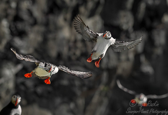 048 Atlantic Puffin (Fratercula arctica) - Iceland
