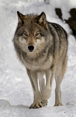 113 Gray Wolf (Canis lupus) - NJ