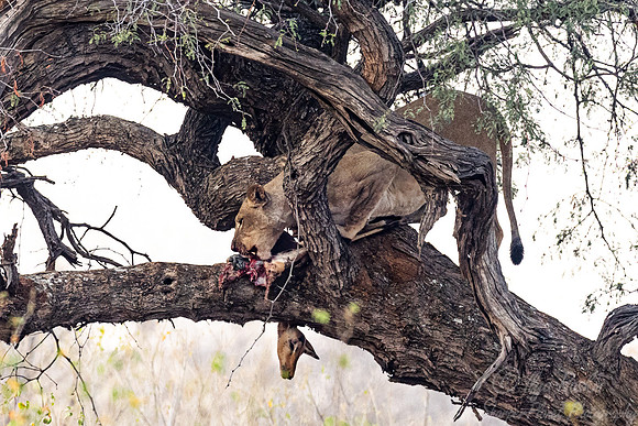 233 Lion (Panthera leo) - Botswana