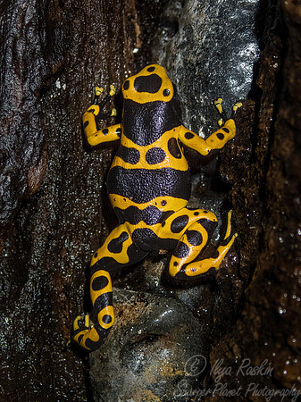 072 Dart Frog (Dendrobates  leucomelas) - NJ