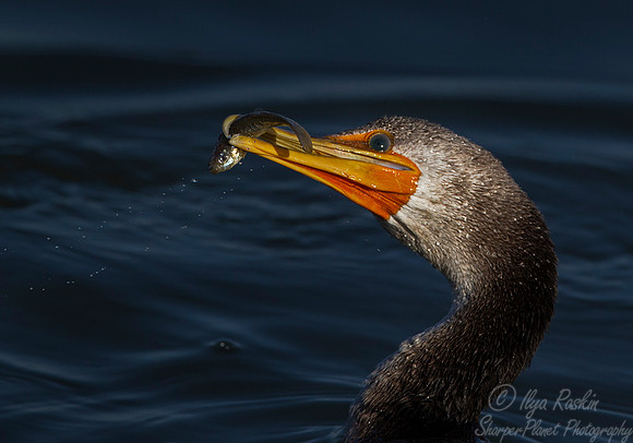 103 Double-crested Cormorant (Phalacrocorax auritus) - NJ