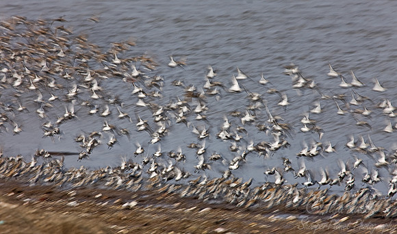 053 Flying Shorebirds - DE