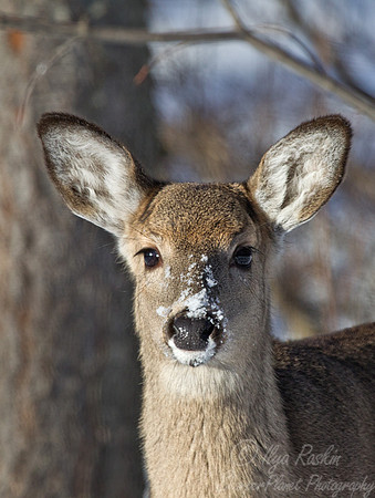 113 White-tailed Deer (Odocoileus virginianus) - NJ