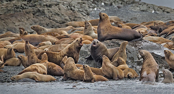 069 Steller Sea Lions (Eumetopias jubatus) AK