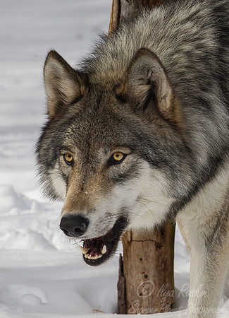 111 Gray Wolf (Canis lupus) - NJ