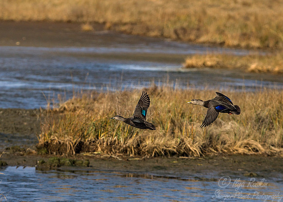 180 American Black Ducks (Anas rubripes) - NJ