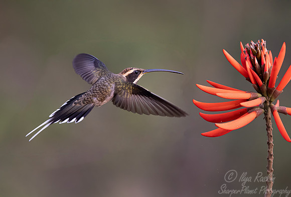 426 Scale-throated hermit (Phaethornis eurynome - Brazil Atlantic forest
