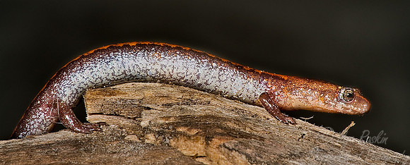 012_Red-backed Salamander