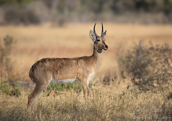 389 Southern or Common reedbuck (Redunca arundinum)- Botswana