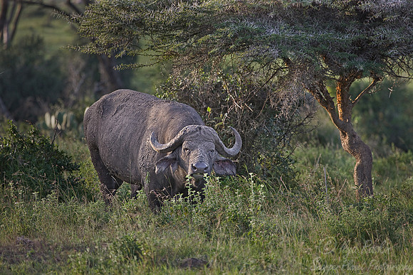056_Cape buffalo (Syncerus caffer)_Nairobi National Park_Kenya