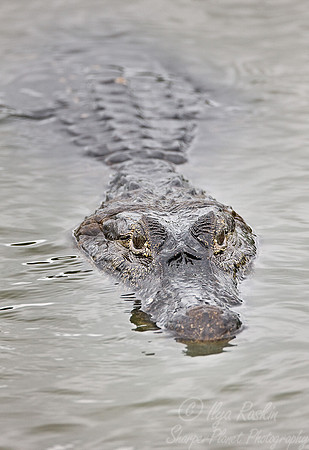 035_Spectacled caiman 3_Pantanal_Brazil