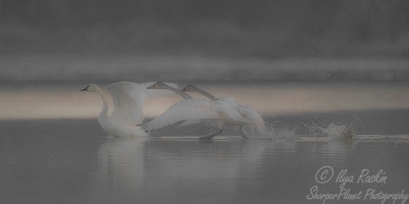 188 Mute Swans (Cygnus olor) - MD