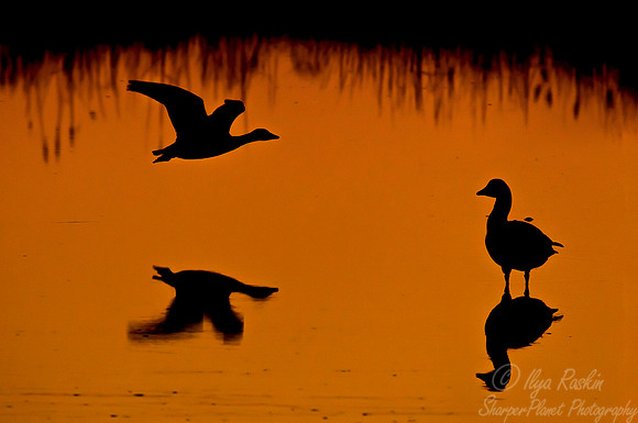 167 Snow Geese  (Chen caerulescens) - NJ