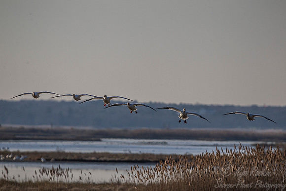 178 Snow Geese  (Chen caerulescens) - NJ