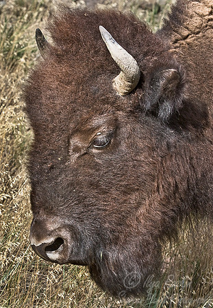 008_American Bison_Yellowstone