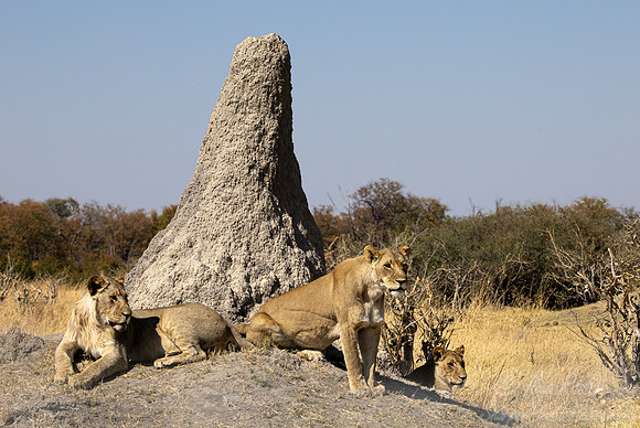 219 Lions (Panthera leo) - Botswana