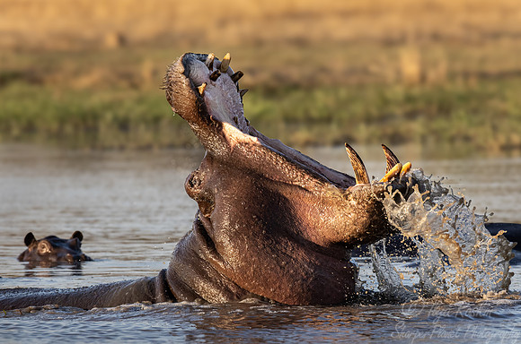 407 Hippopotamus (Hippopotamus amphibius) - Botswana