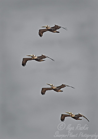 021 Brown Pelicans FL