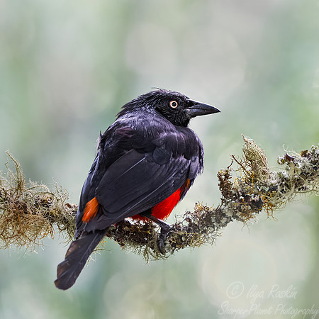 572 Red-bellied grackle (Hypopyrrhus pyrohypogaster) - Colombia cloud forest