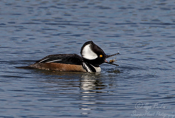 194 Hooded Merganser (Lophodytes cucullatus) - NJ