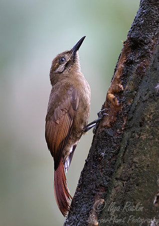 737 Plain-brown woodcreeper (Dendrocincla fuliginosa) - Ecuador