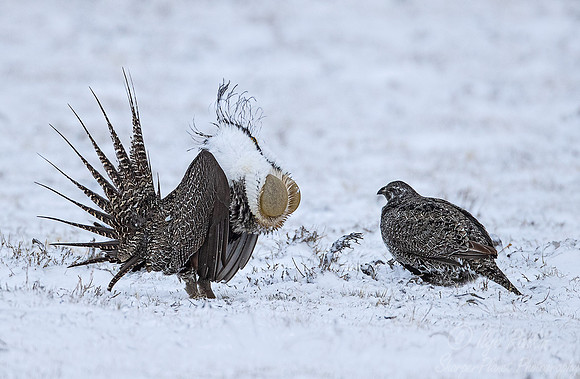 049 Greater sage-grouse (Centrocercus urophasianus) - CO