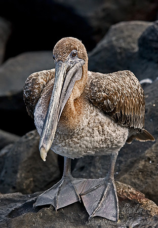 024 Brown Pelicans - Galapagos Ecuador