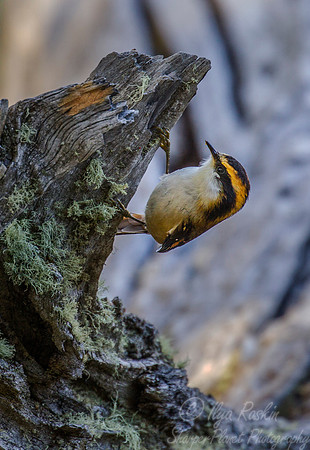 123 Thorn-tailed Rayadito (Aphrastura spinicauda) Patagonia Chile