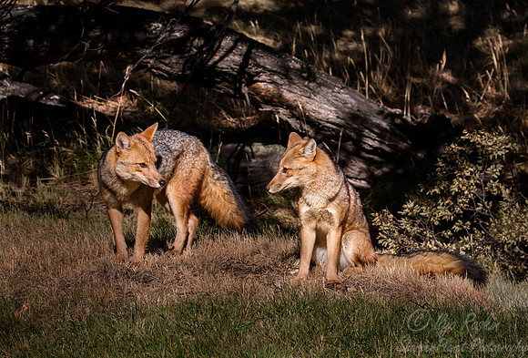 121 Culpeo Foxes (Lycalopex culpaeus) Patagonia Chile