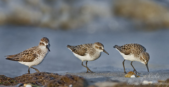 079 Semipalmated Sandpipers (Calidrus pusilla) - DE
