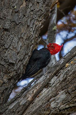 129 Magellanic Woodpecker (Campephilus magellanicus) - Patagonia Argentina 1