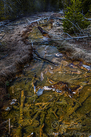 130 Yellowstone NP