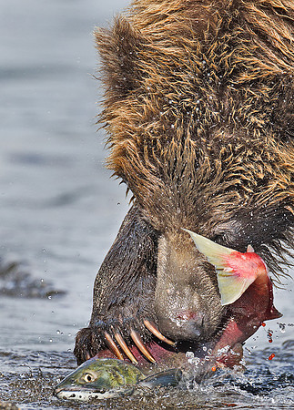 022 Brown Bear (Ursus arctos) - Kamchatka Russia