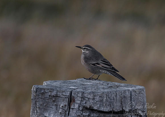 125 Dark-bellied Cinclodes (Cinclodes patagonicus)Patagonia Chile