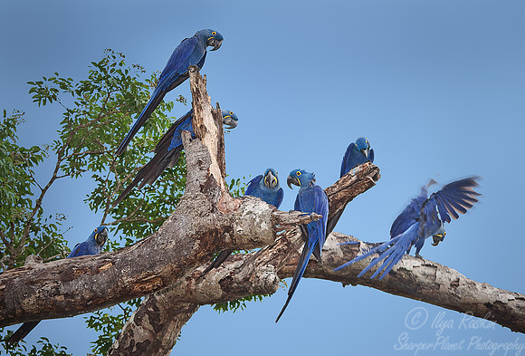 003 Hyacinth macaws - Pantanal Brazil